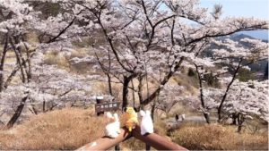 妙義山の桜